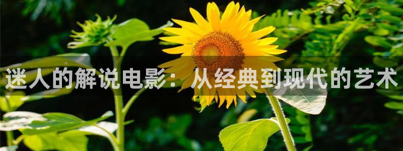 神马影院日韩