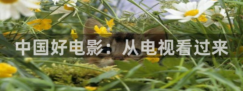 神马电影年轻的嫂子