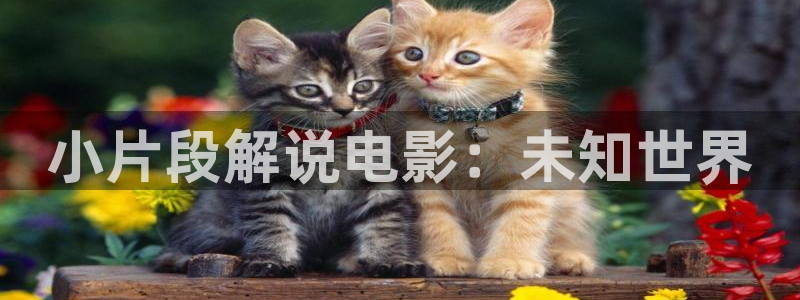 神马电影院手机版伦理