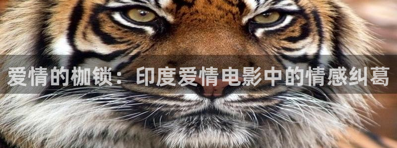 神马伦理在线观看视频